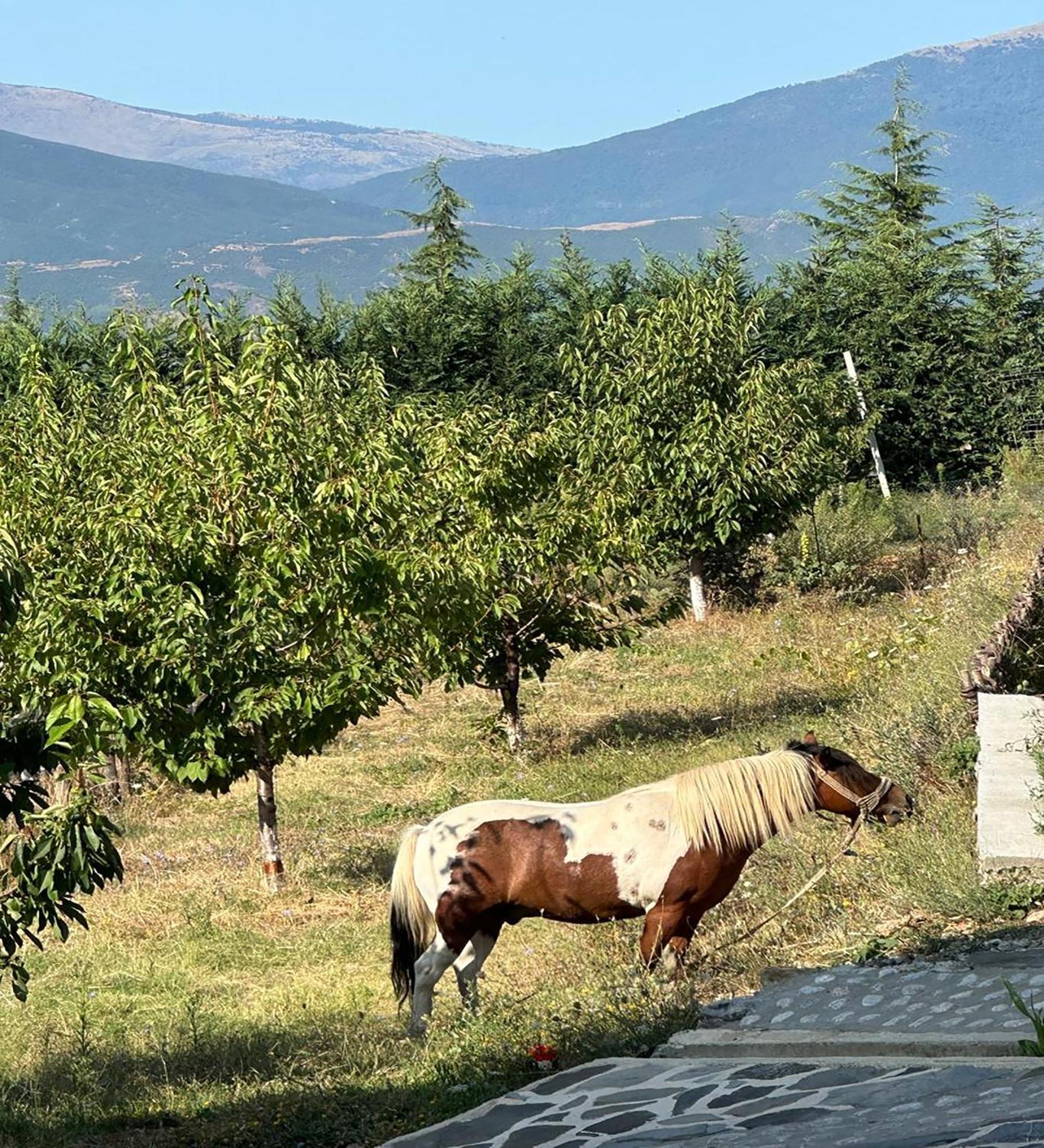 Kurora E Gjelber Resort Peshkopi Exterior photo